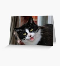 Cat in the Window Box Greeting Card
