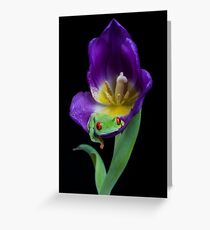 Red eyed tree frog resting in purple tulip Greeting Card