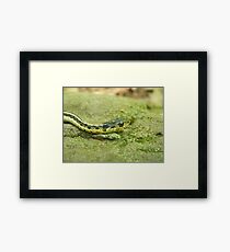 Garter Snake Framed Print