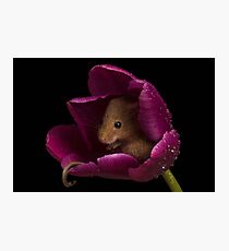 Harvest Mouse in A Tulip Flower Photographic Print