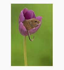 Harvest Mouse in a Tulip Flower Photographic Print