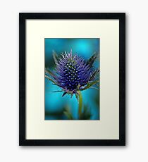 Sea Holly Framed Print