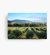Winery Canvas Print