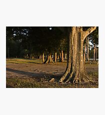 Long shadows Photographic Print