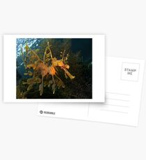 Leafy Seadragon. Postcards
