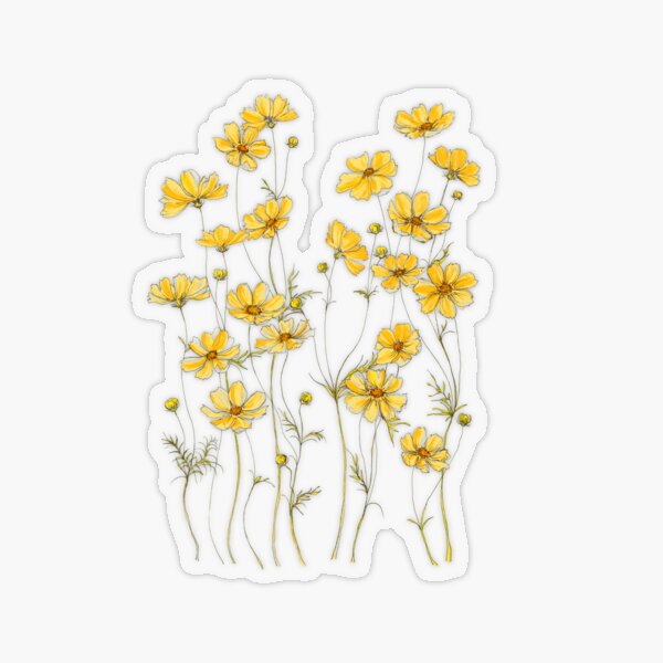 Yellow Cosmos Flowers Transparent Sticker
