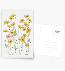 Yellow Cosmos Flowers Postcards