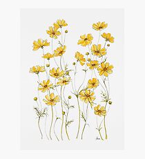 Yellow Cosmos Flowers Photographic Print