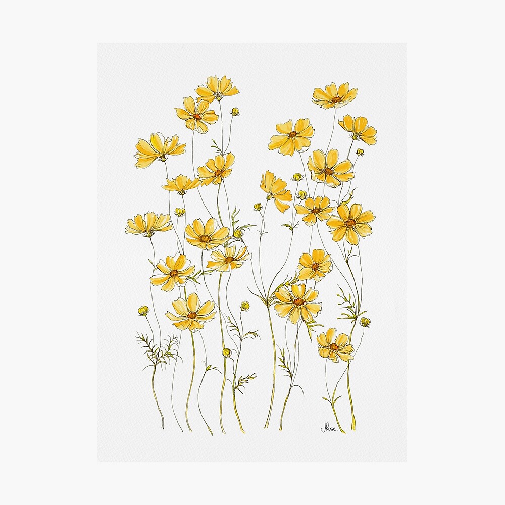 Yellow Cosmos Flowers Photographic Print
