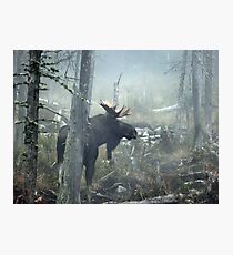 Bull Moose In Morning Mist Photographic Print