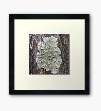 Tree Lichen Framed Print