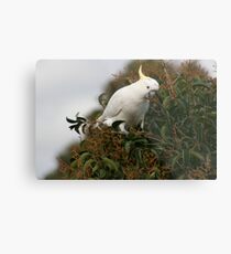 Sulphur Crested Cockatoo Metal Print