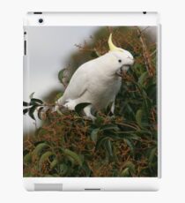 Sulphur Crested Cockatoo iPad Case/Skin