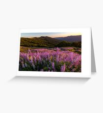Lupine Fields at Sunset Greeting Card