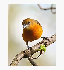 Baltimore Oriole Photographic Print