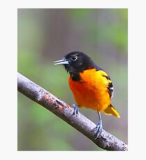 Baltimore Oriole Photographic Print