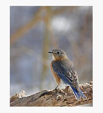 Bluebird Photographic Print