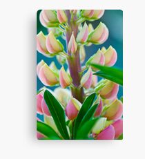 Lupin Canvas Print