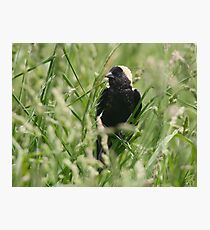 Bobolink Photographic Print