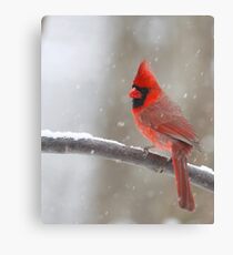 Cardinal Canvas Print