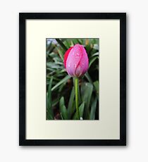 Springtime Elite Framed Print