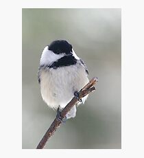 Chickadee Photographic Print