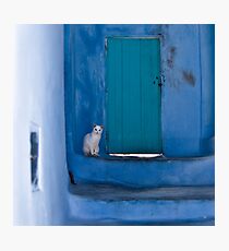 Waiting White Cat Photographic Print