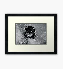 Chocolate Lab Framed Print