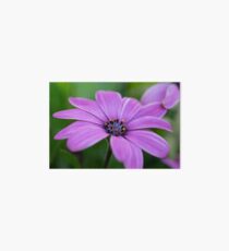 purple flower - macro Art Board
