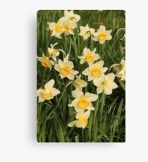 Nature, Flowers, Daffodil, Photography, BebiCervin Canvas Print