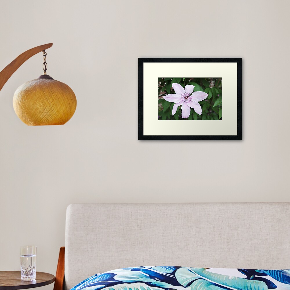 Clematis Framed Art Print