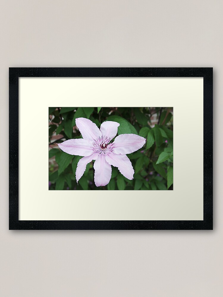 Alternate view of Clematis Framed Art Print