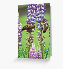 Loopy for lupins Greeting Card