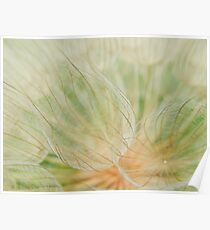 MACRO OF GOAT'S BEARD PUFFBALL Poster