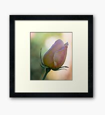 Rose Bud Framed Print