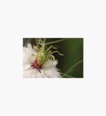 The Heart of a "Love in a Mist" Art Board