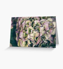 Close up of hydrangea flowers Greeting Card