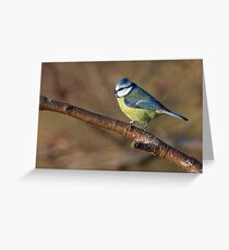Wildlife blue tit bird Greeting Card