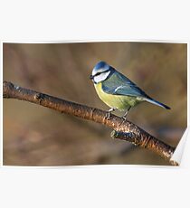 Wildlife blue tit bird Poster