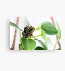 Untitled Canvas Print