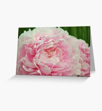Peony Grußkarte