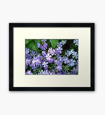 Periwinkle Framed Print