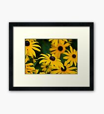 Black eyed susans Framed Print