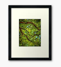 summer leafy sun Framed Print
