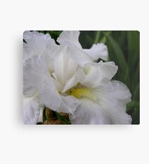 translucent Metal Print