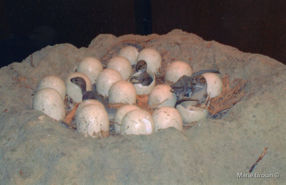 how big are t rex eggs