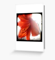 amaryllis ttv Greeting Card