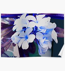 Weiße Blumen 1 Poster