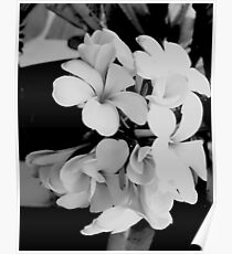 Schwarz-Weiße Blumen Poster