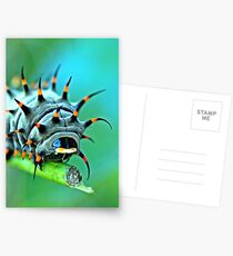 Close Up - Cairns birdwing caterpillar Postcards